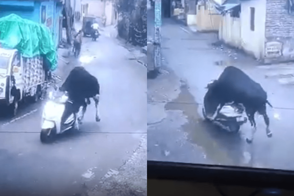 Video: स्कूटी चलाते ‘सांड’ का वीडियो वायरल, गजब का बैलेंस… हैंडल तक संभाला!