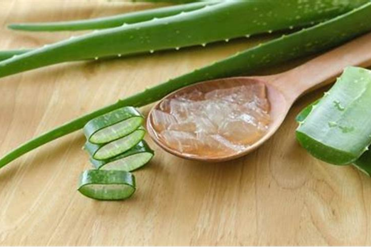 Aloe vera Gel Benefits In Summer: गर्मियों में एलोवेरा जेल से पाएं ठंडक और ग्लो, जानें 5 कमाल के फायदे