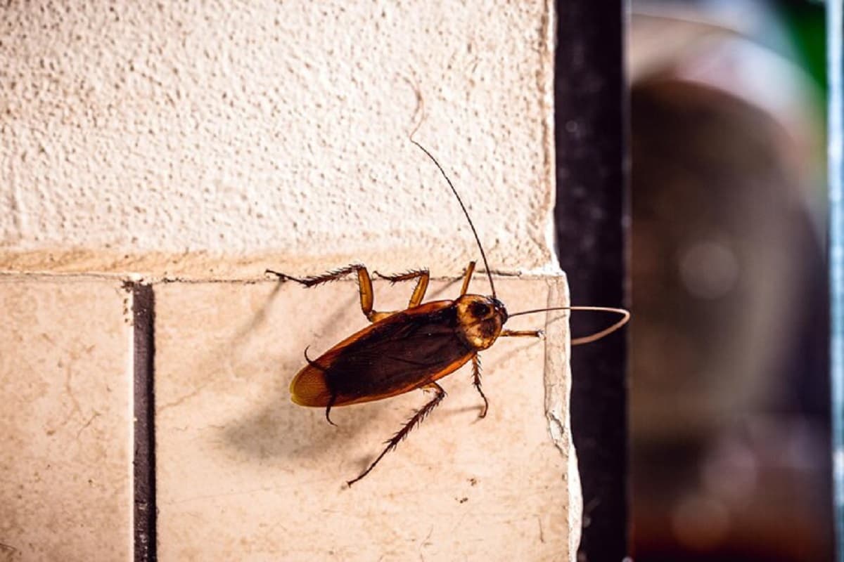 Cockroaches Home Remedies: अब कॉकरोच नहीं करेंगे किचन में तांडव, अपनाएं ये उपाय