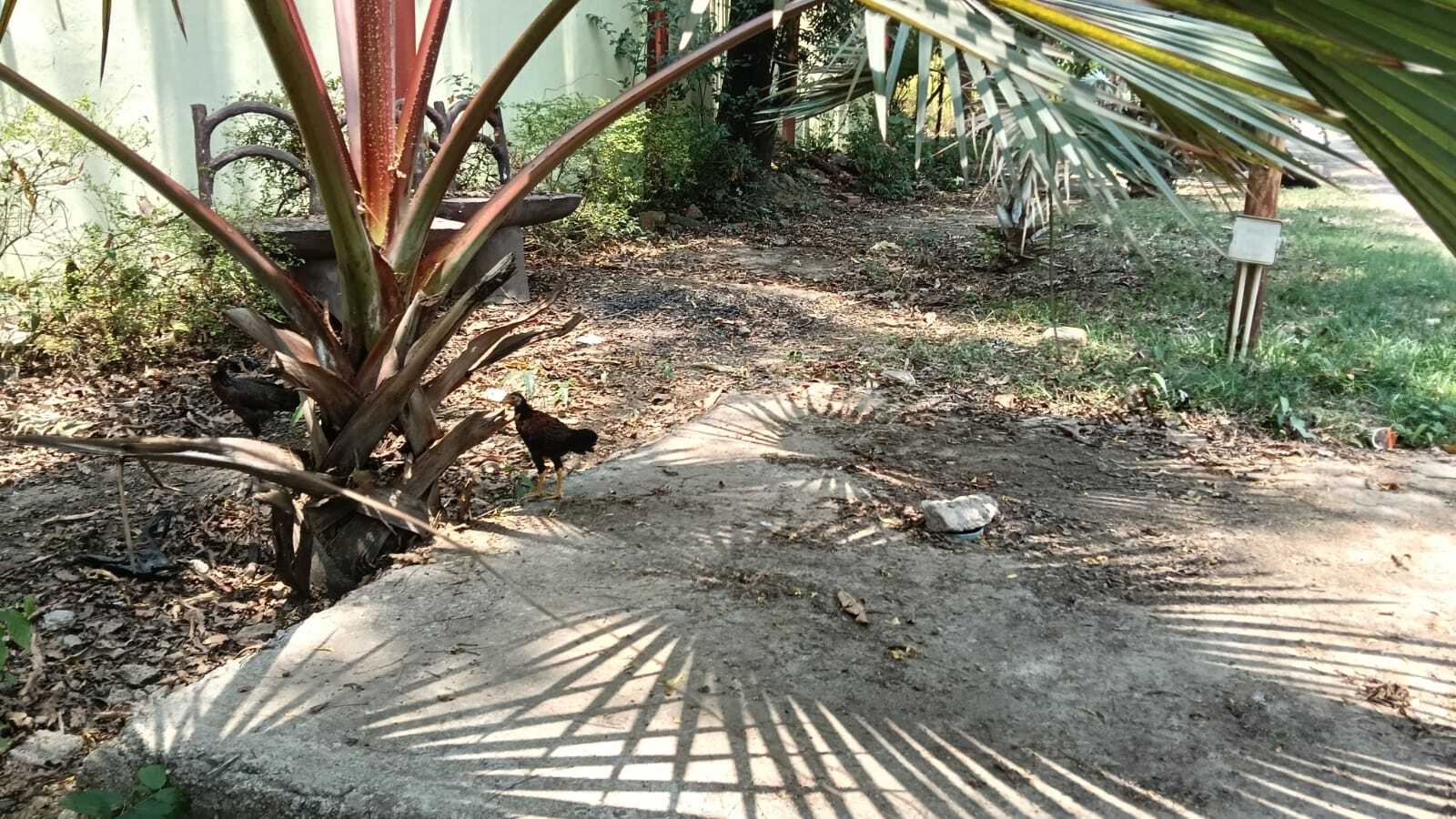 Chaibasa News : 99 लाख रुपये का दादा-दादी पार्क बदहाल, सैर व सुकून हुआ मुश्किल