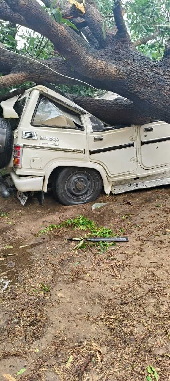 बोलेरो पर गिरा आम का पेड़, वाहन क्षतिग्रस्त