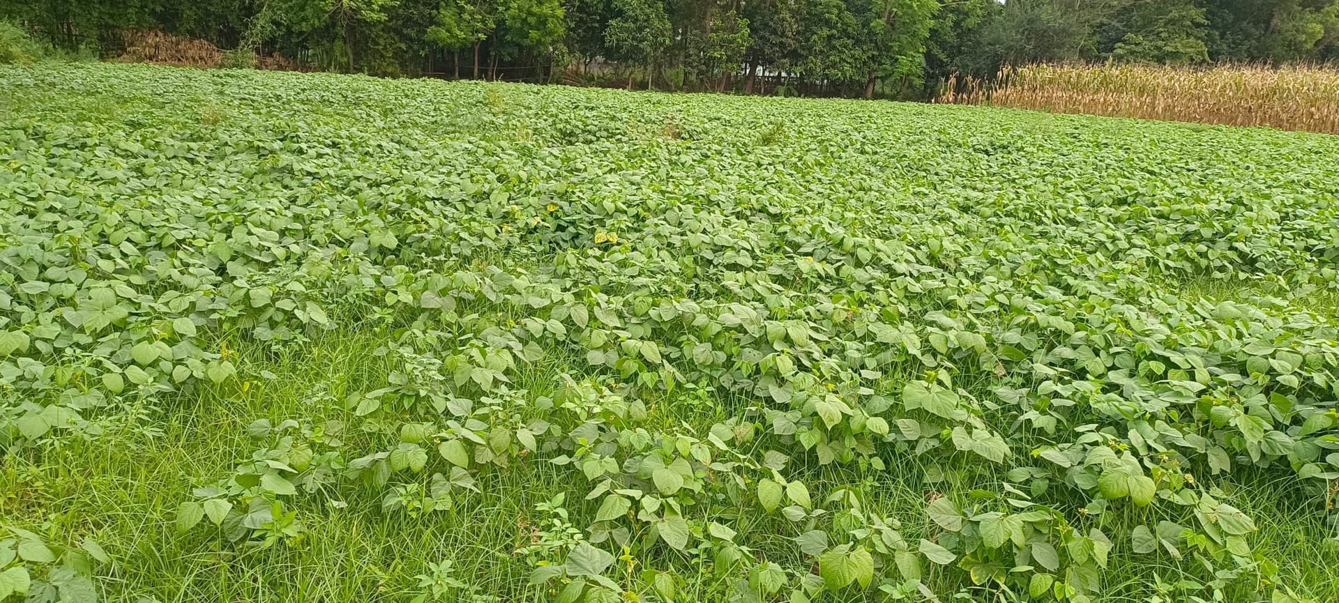 बारिश से गर्मी से मिली राहत, मूंग की फसल को हुआ फायदा
