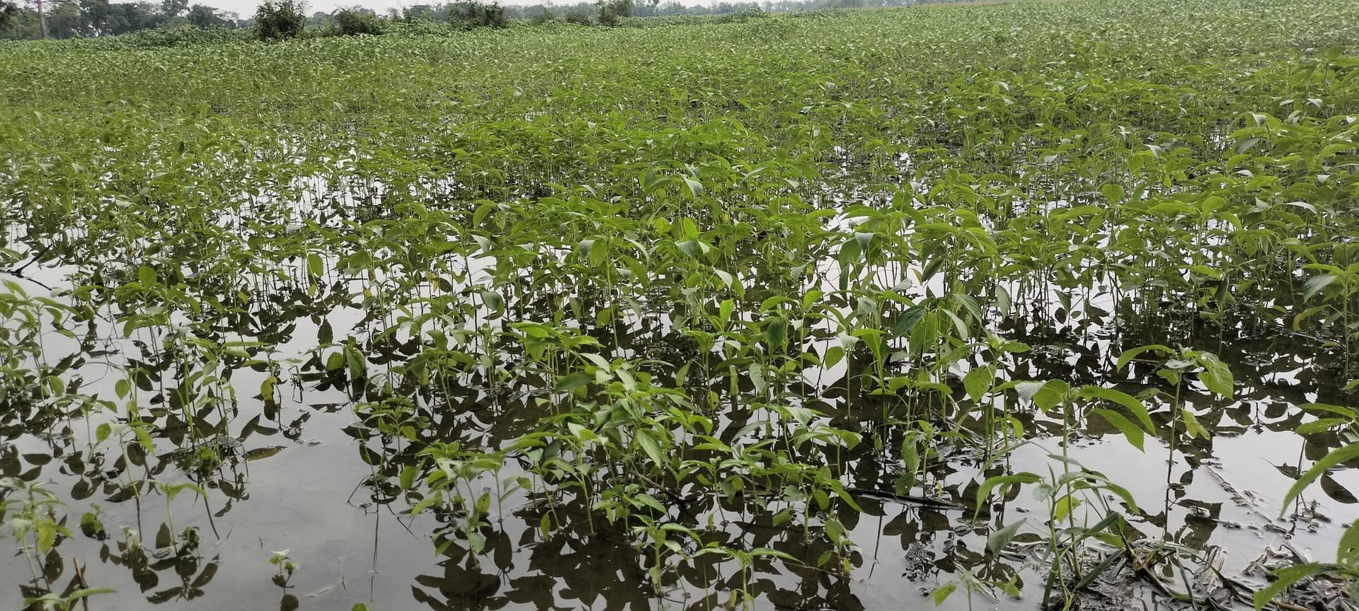 बेमौसम बारिश से किसानों की बढ़ी चिंता, मूंग-जूट की फसलें बर्बादी के कगार पर