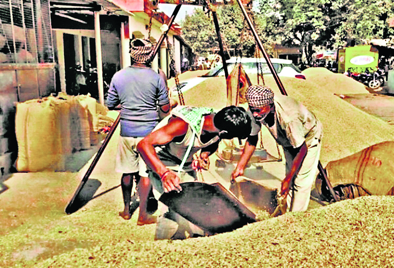 Deoghar News : कल से रोहन नक्षत्र, देवघर में 2100 क्विंटल धान के बीज का आवंटन
