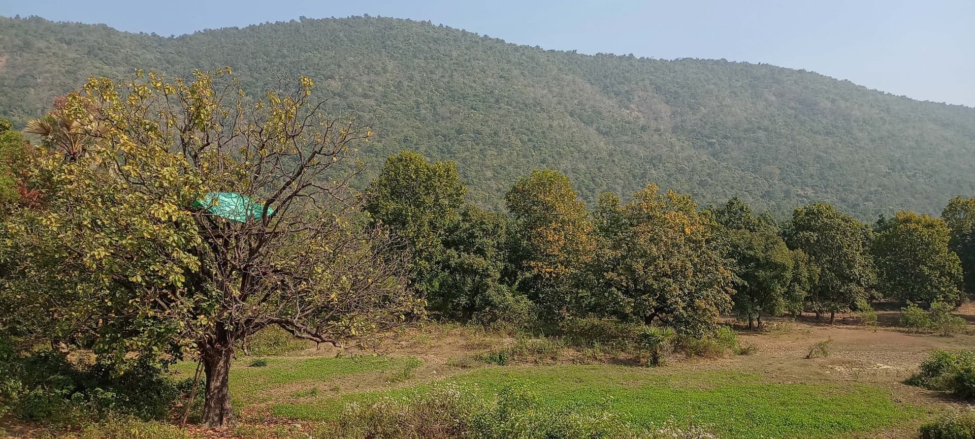 East Singhbhum News : घाटशिला : माफिया की मनमानी से जीवन के लिए जद्दोजहद कर रहे जीव, सिकुड़ते व गायब होते पहाड़ और उजड़ते व धधकते जंगलों से वन्य प्राणियों पर आफत