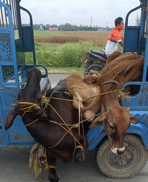 ई रिक्शा पर बेरहमी से बांधे गाय-बछड़े, लहूलुहान