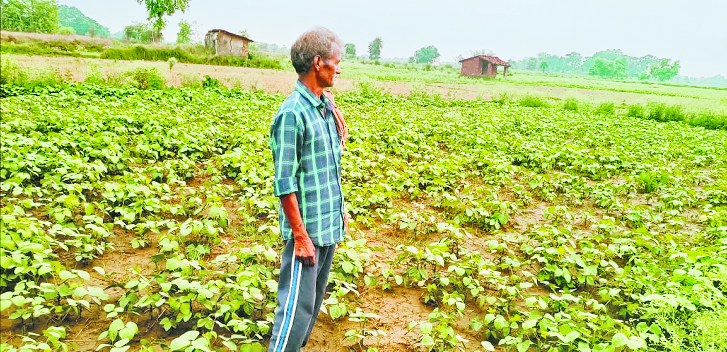 Gaya News : बेमौसम बारिश से मूंग और जेठुआ फसल को हुआ भारी नुकसान