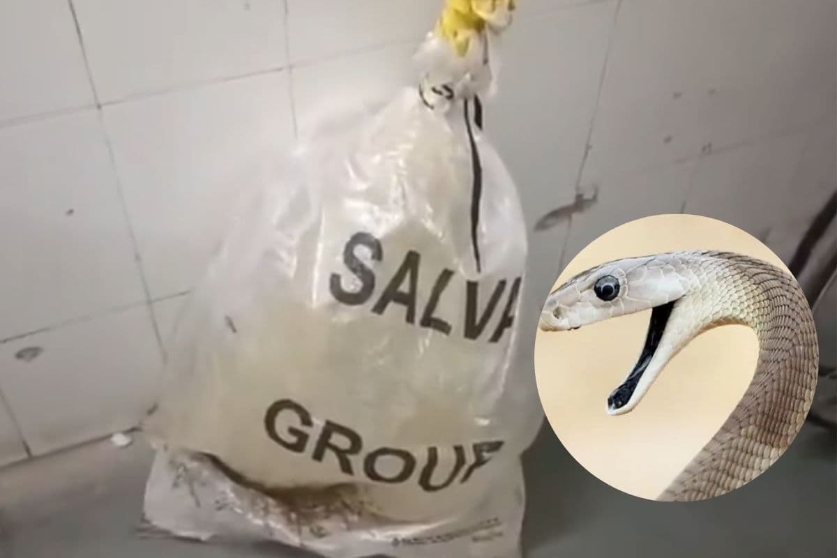 पहले काटा, फिर पकड़ा, सांप को बोरी में लेकर इमरजेंसी पहुंचा घायल युवक