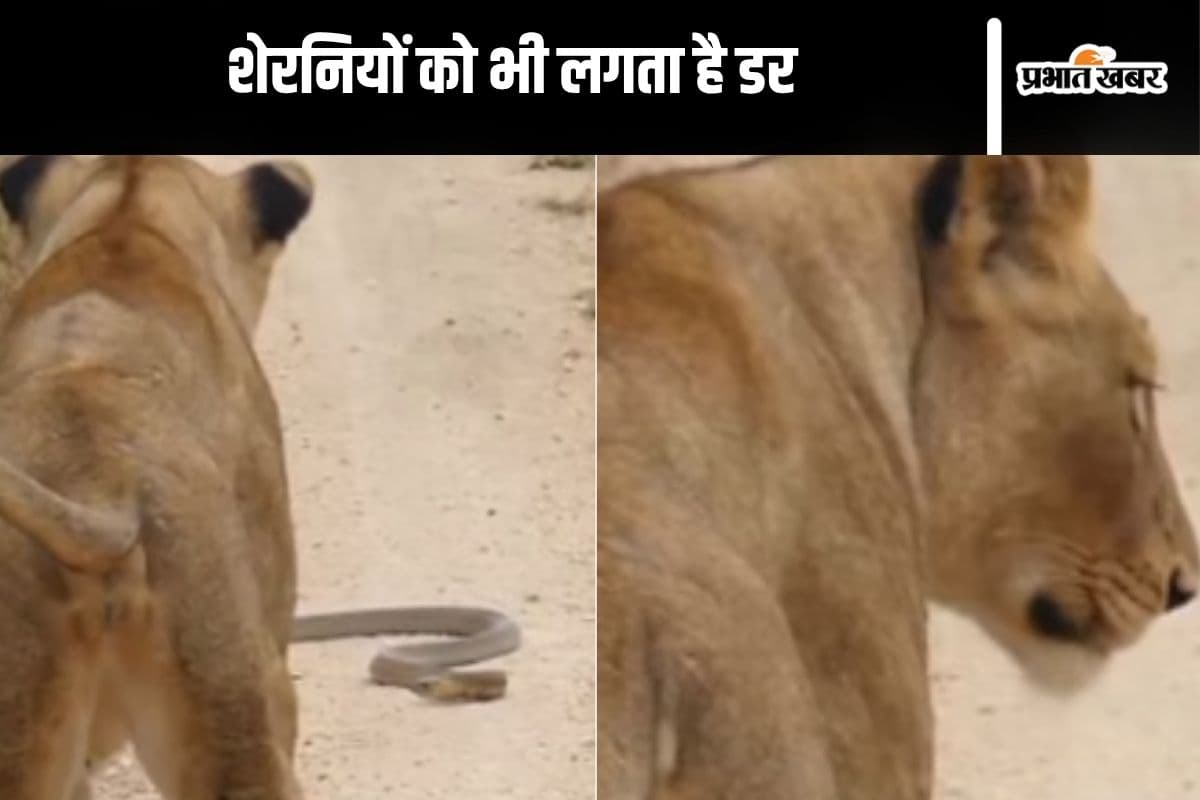 Viral Video: कोबरा ने जब रोक दिया शेरनियों का रास्ता, वीडियो देखकर हो जाएंगे हैरान