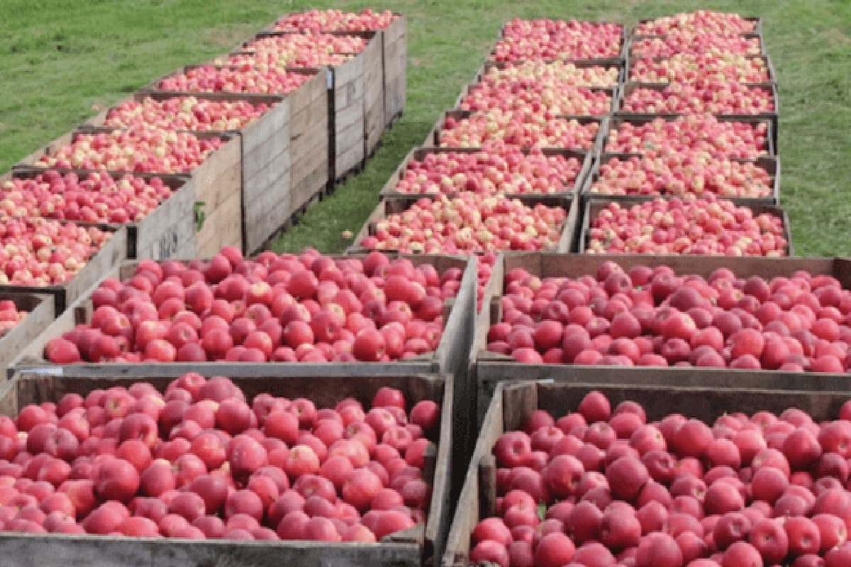 नौ जुलाई से सेब उत्पादक किसान करेंगे हड़ताल, आयात शुल्क में बढ़ोतरी का कर रहे विरोध