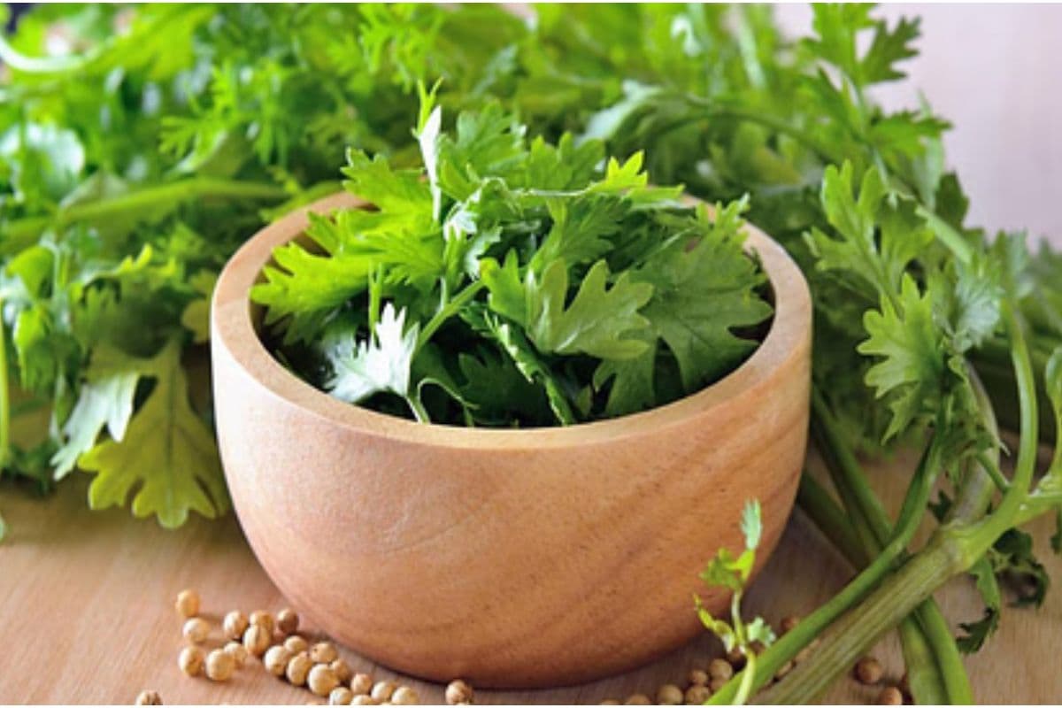 Fresh Coriander Recipes: इन 5 डिशेज में हरा धनिया डालते ही स्वाद हो जाएगा डबल