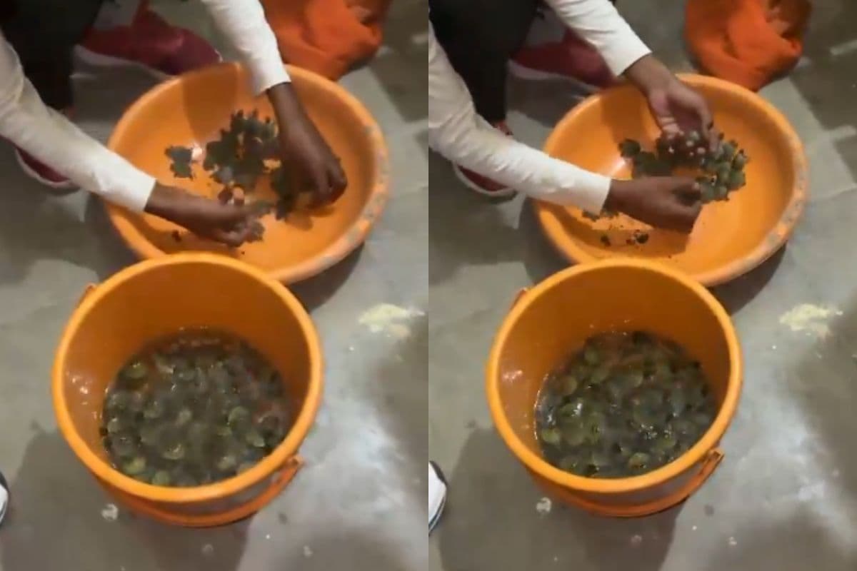 बंगाल से बांग्लादेश, फिर चीन… इंटरनेशनल टर्टल तस्करी का पर्दाफाश, STF के हत्थे चढ़ा तस्कर