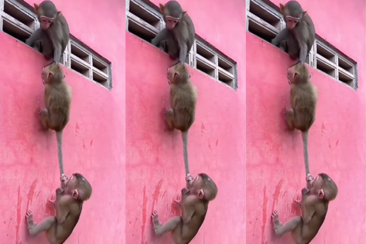 Viral Video: पूंछ से बनाई रस्सी और चढ़ने लगे दीवार, नन्हें बंदरों का कारनामा देखकर नहीं रुकेगी हंसी