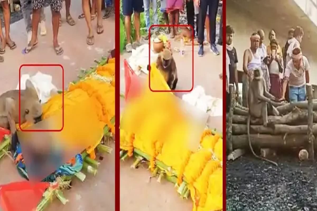 Viral Video: कफन हटाया, चूमा माथा….’हनुमान भक्त’ की मौत पर भावुक हुआ बंदर, देखें वीडियो