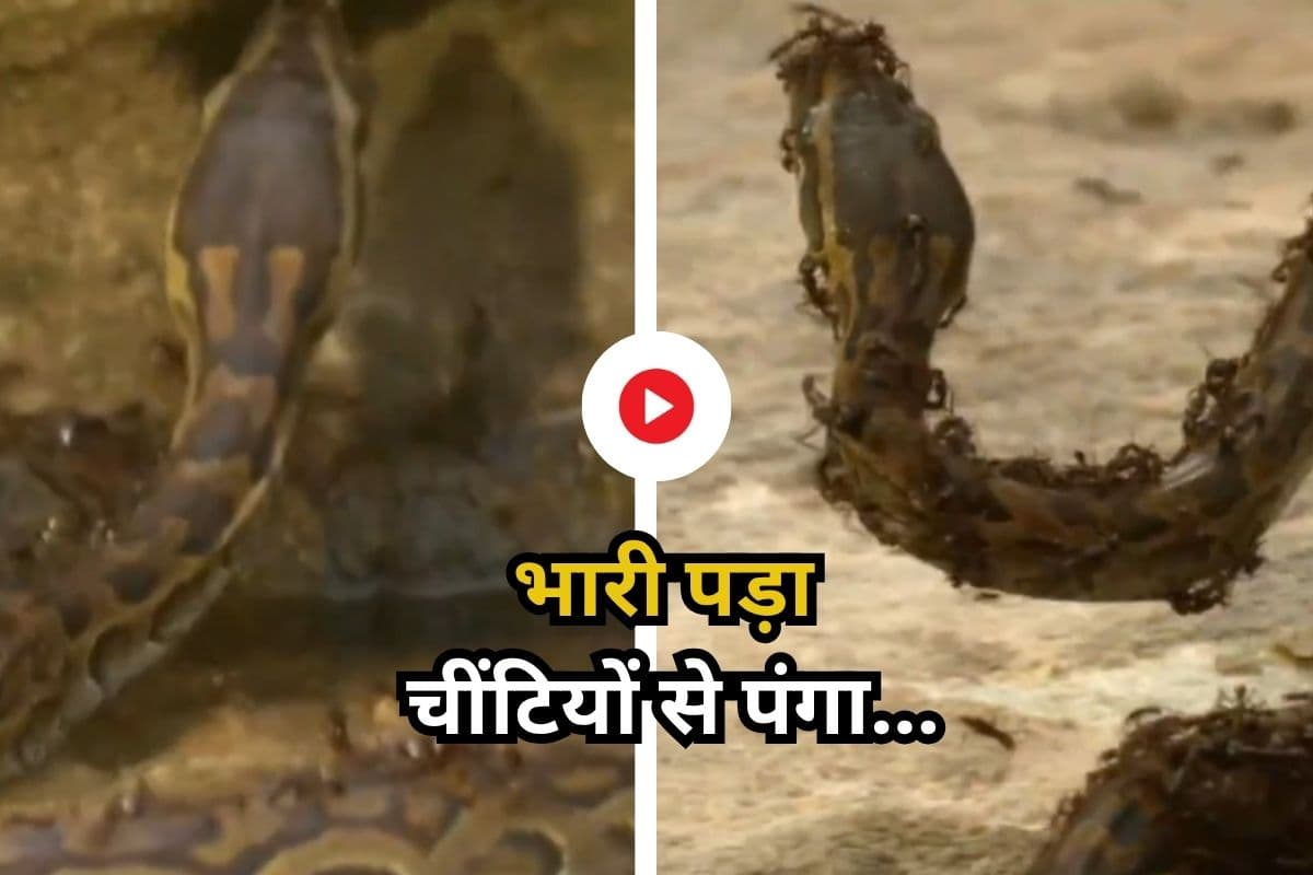 काली चींटियों ने मिट्टी में मिलाया सांप का गुरूर! ले रहा था पंगा, सोशल मीडिया पर वायरल हो रहा वीडियो