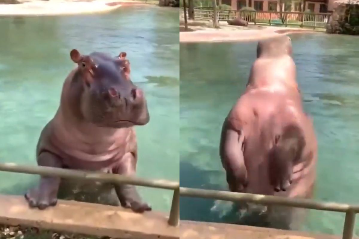Viral Video: पानी के अंदर हिप्पो ने की जमकर मस्ती, लगाई बैक डाइव, मन मोह लेगा यह वीडियो