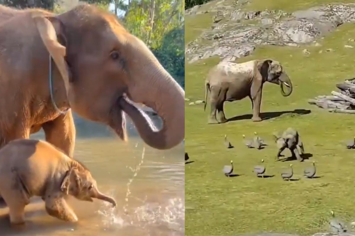नन्हे हाथी की शरारत देख खिल जाएगा दिल, कभी पानी तो मिट्टी में कर रहा मस्ती, वायरल वीडियो