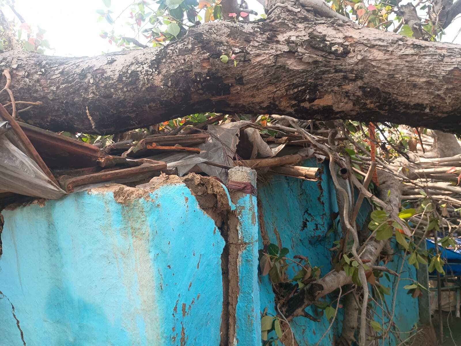 खेतोरीपाड़ा में आंधी से गिरा बरगद का पेड़, तीन घर क्षतिग्रस्त, परिवार सुरक्षित