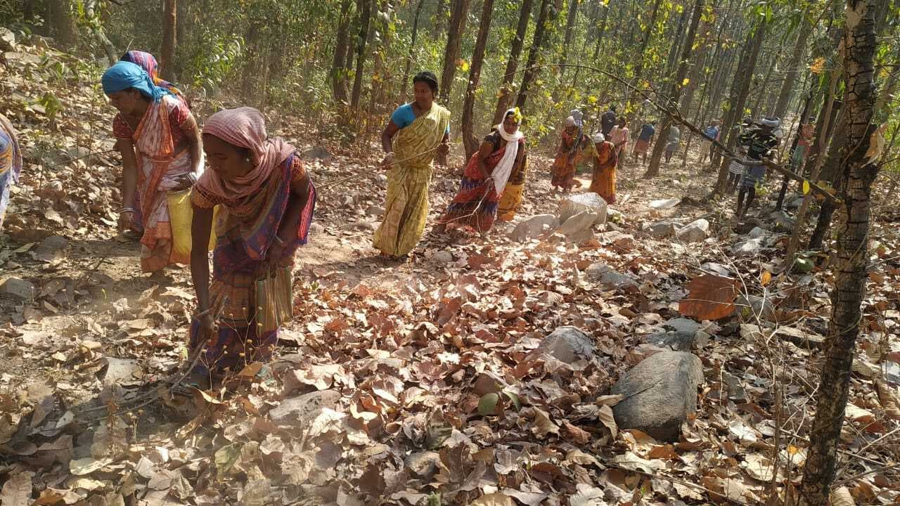 East Singhbhum News : ग्रामीणों के प्रयास से 187.12 एकड़ में लहलहा रहे हैं साल के जंगल