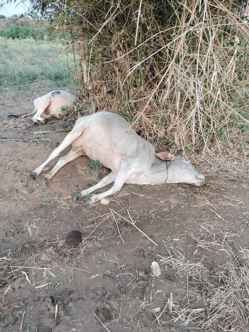 ठनके से गाय और बैल की मौत