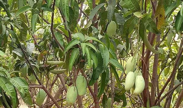 Giridih News: बिरहोर परिवार के लिए वरदान साबित हो रहा आम बागान
