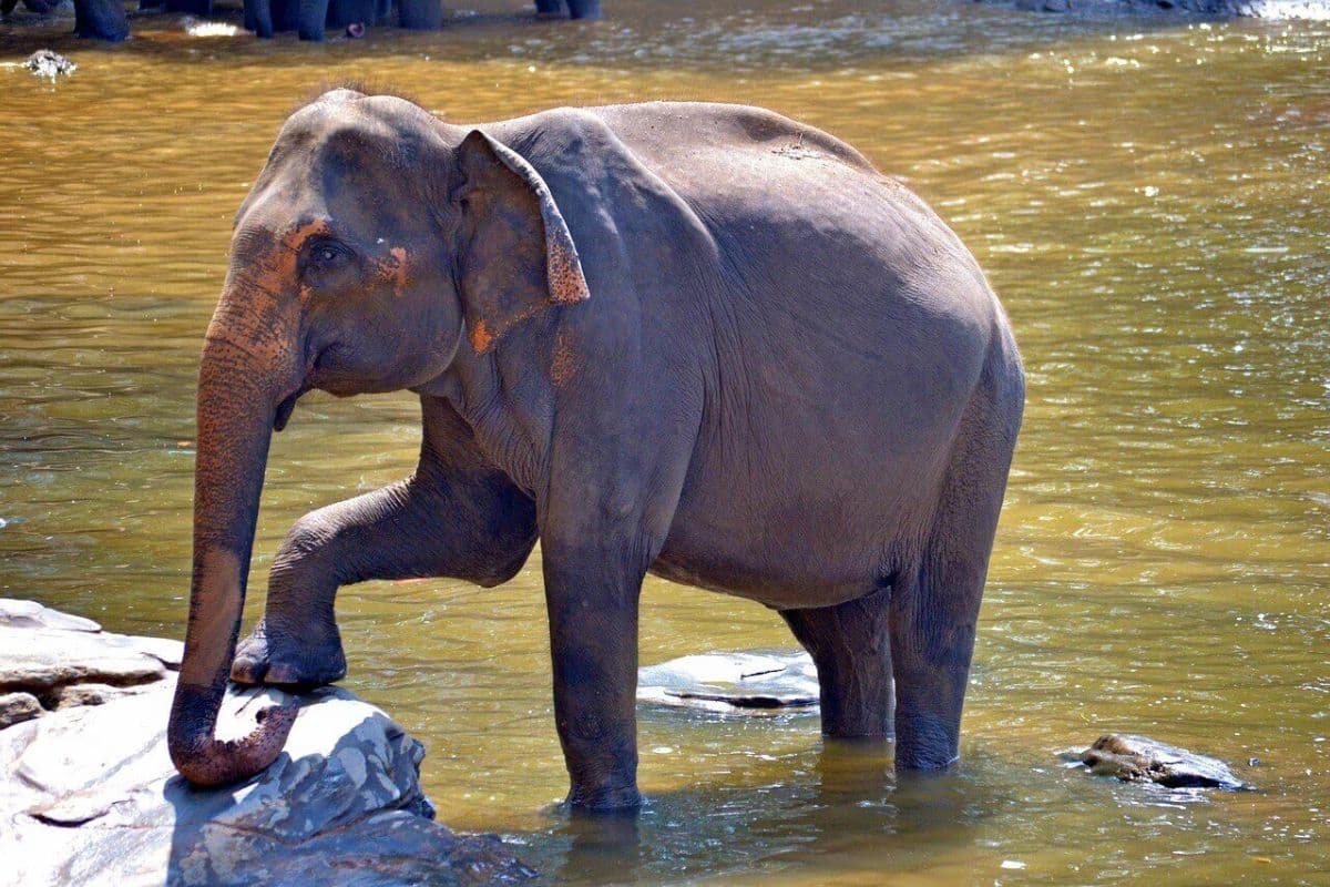 Patna Zoo: पटना जू की माला नहीं रही, 50 साल से ज्यादा वक्त की साथी ने कहा अलविदा