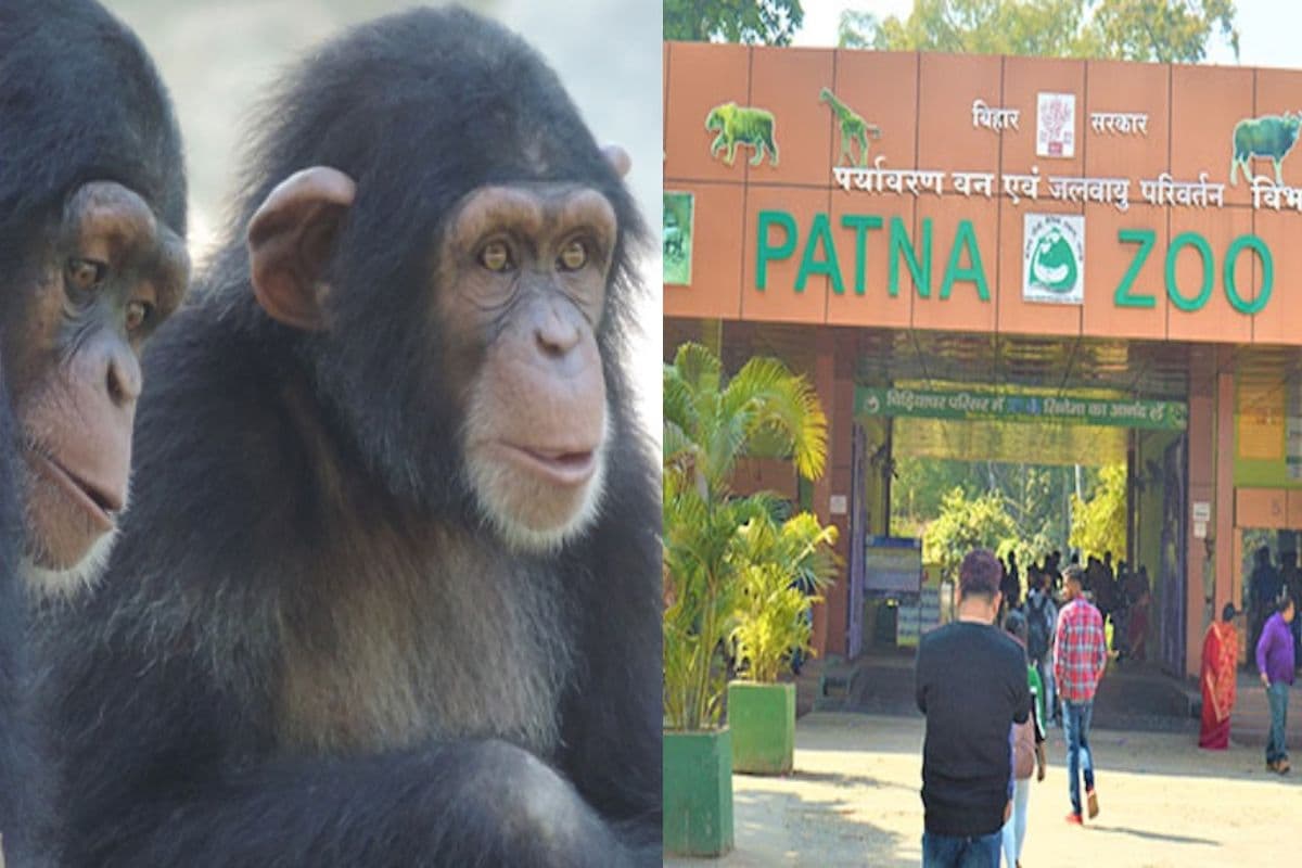 Patna Zoo: पटना जू में जल्द दिखेंगे कांगो के मेहमान! अफ्रीका से आएगा चिम्पांजी का नया जोड़ा