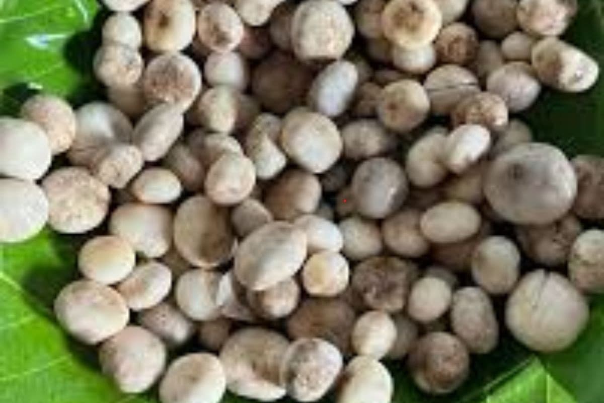 भालुओं की बस्ती में मिलती है यह खास सब्जी, स्वाद और फायदा इतना कि मटन भी इसके आगे फेल