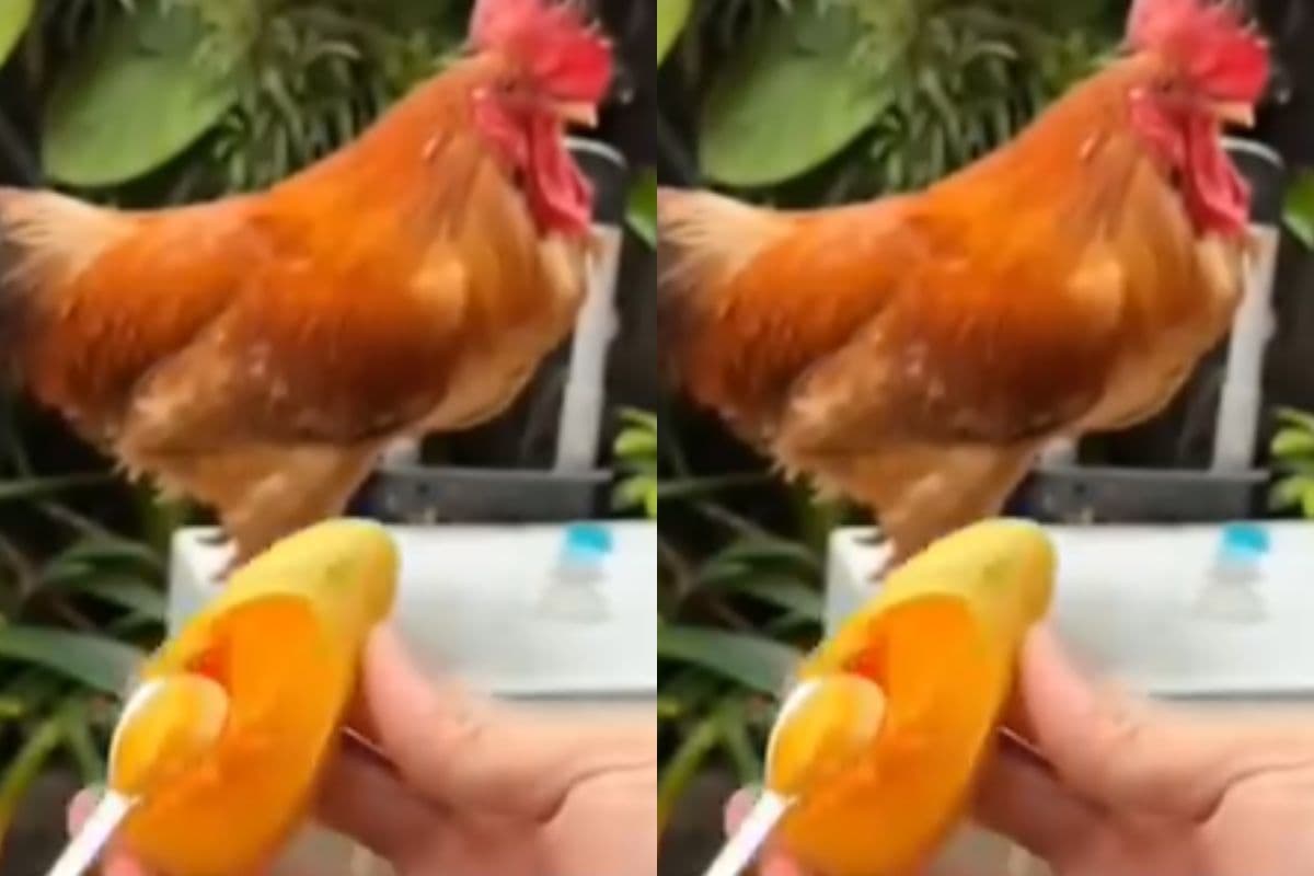 Viral Video: आम से बने जूते पहनकर मुर्गी ने किया रैंप वॉक, वीडियो देख लोग हुए दीवाने