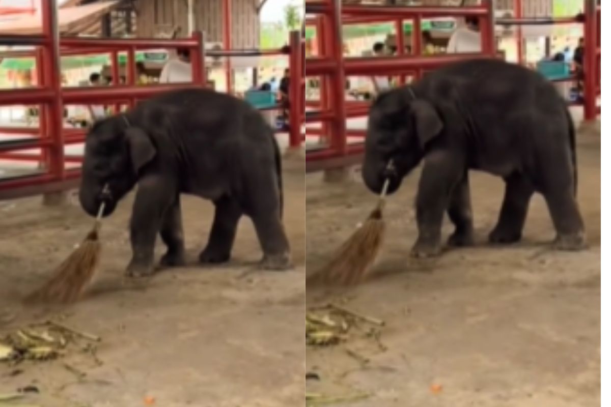 Viral Video: नन्हा हाथी निकला सफाई का शौकीन, जमीन पर झाड़ू लगाकर जीता लोगों का दिल