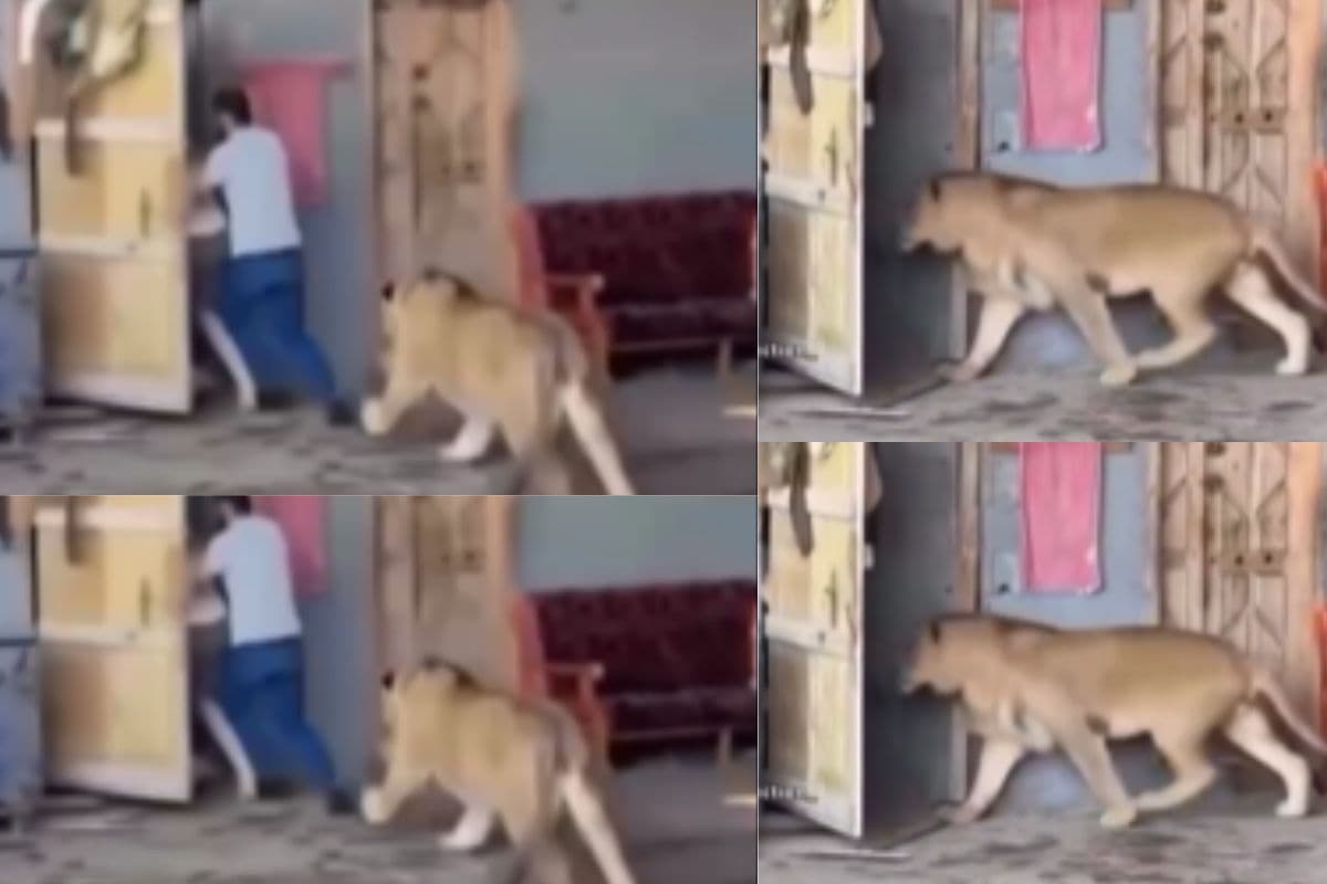 Viral Video: दो आदमियों को दौड़ाते हुए घर में घुस गया शेर, आगे जो हुआ उसे देख हैरान हो जाएंगे