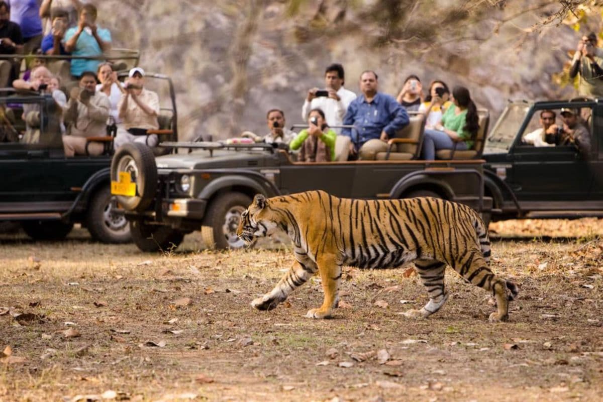 International Tiger Day: वीटीआर में इस वजह से बढ़ रही बाघों की संख्या, 15 सालों में 7 गुना हुआ इजाफा