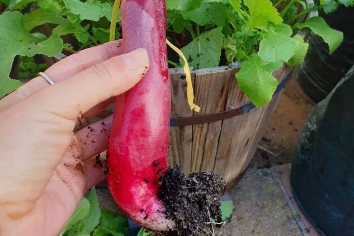 Tips for Planting Radishes: अब बालकनी में उगेगी मूली! जानिए कब और कैसे लगाएं बीज