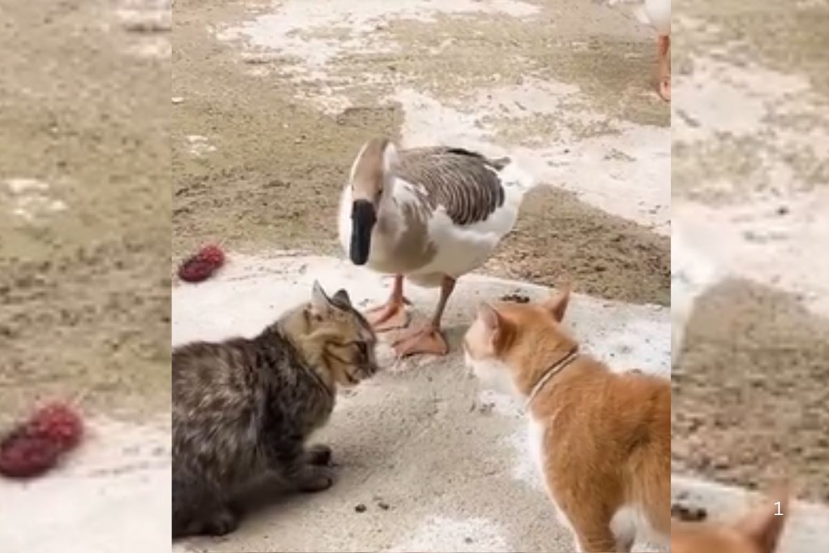 Viral Video: बिल्लियों के बीच घमासान, रेफरी बनकर आ गया बत्तख, जानें फिर क्या हुआ