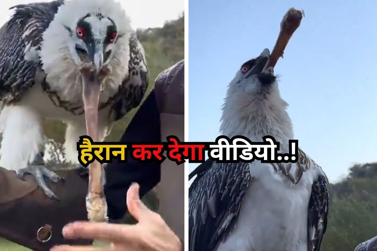 देखकर भी नहीं होगी यकीन! इतनी बड़ी हड्डी निगल गया बाज, वायरल हो रहा वीडियो