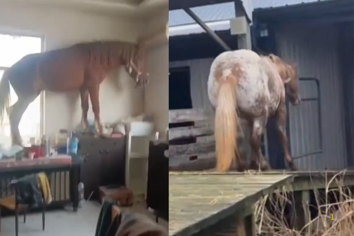 Viral Video: एक मिनट का वीडियो हंसा-हंसा कर लोटपोट कर देगा, नहीं देखी होगी घोड़े की ऐसी हरकत, वीडियो हो रहा वायरल