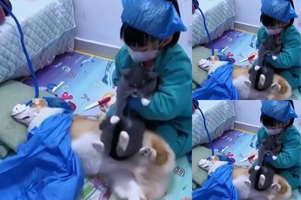 Viral Video: डॉग बनी बिल्ली की मां, छोटी बच्ची और कुत्ते का अनोखा खेल देखकर नहीं रुकेंगी हंसी