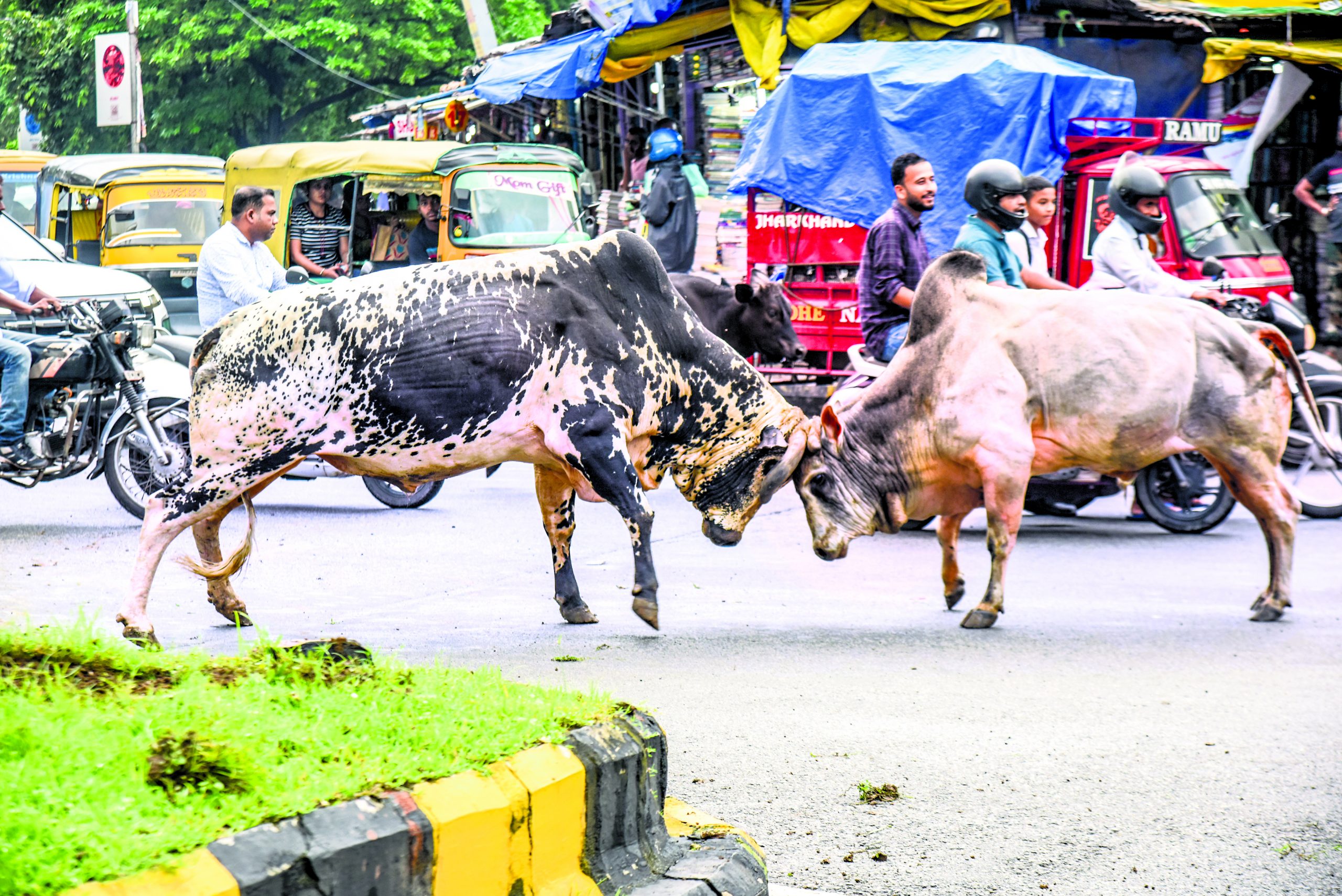 Jamshedpur News : साकची में बीच सड़क पर ”बुल फाइटिंग” मची अफरा-तफरी, जाम