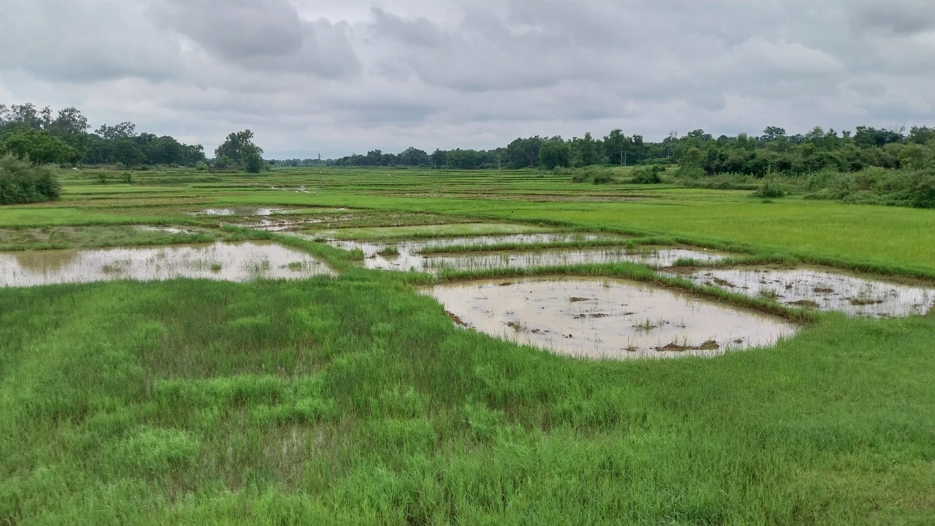 Giridih News :लगातार हो रही बारिश से सड़ने लगा धान का बिचड़ा, किसान मायूस