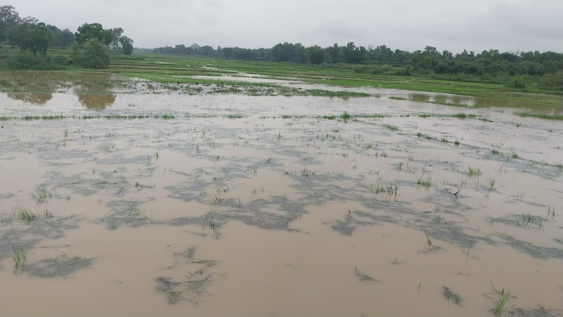 Giridih News :खेतों में जल जमाव फसलें हो रहीं प्रभावित