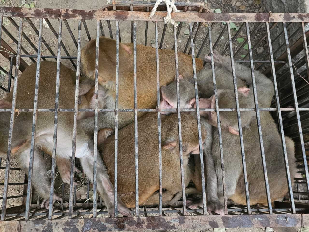 शहर में बंदरों का आंतक: शहर से नगर निगम ने 88 बंदरों को पकड़ा