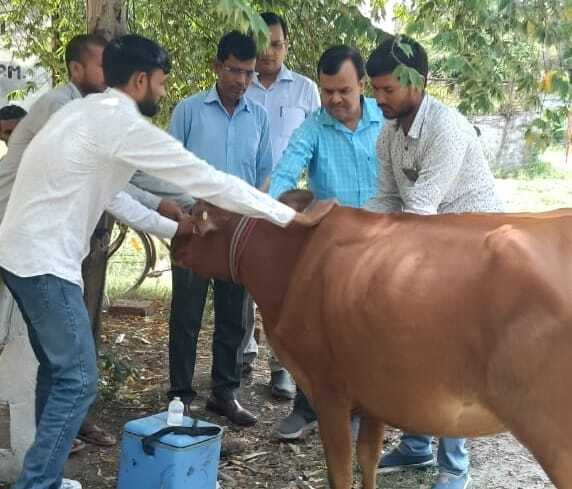 लंपी से निबटने के लिए मवेशियों का टीकाकरण अभियान शुरू