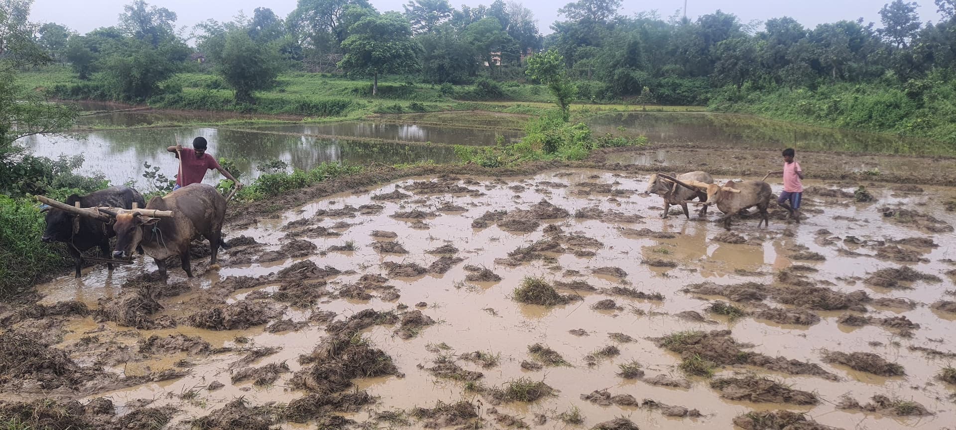 Bokaro News : बारिश थमते ही खेती कार्यों में युद्धस्तर पर जुटे किसान