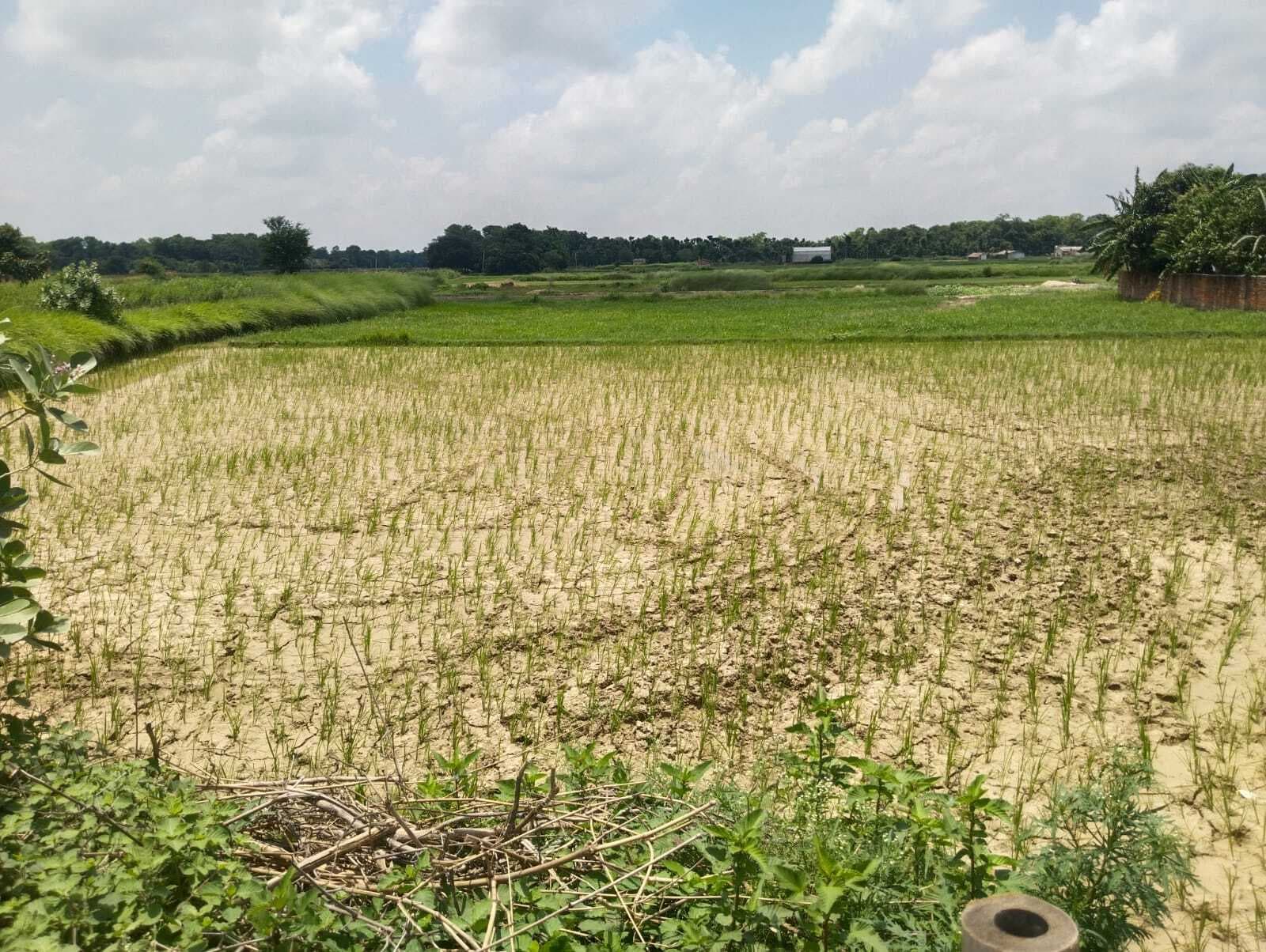 Darbhanga News: जून व जुलाई में 106.61 एमएम कम बारिश, लक्ष्य की 61 फीसदी हो सकी धान की रोपनी