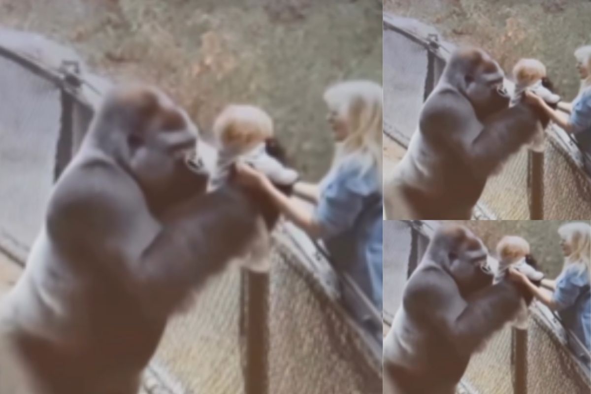 Viral Video: जानवर नहीं ममता की मूरत है ये गोरिल्ला, मां को बच्चा लौटाकर जीता लोगों का दिल