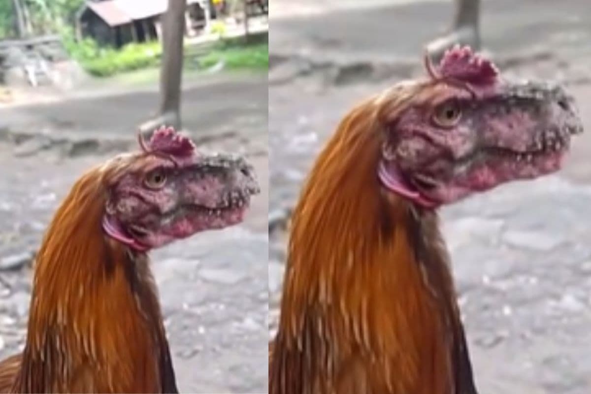 Viral Video: ये मुर्गा है या डायनासोर! वीडियो देखकर घूम जाएगा सिर
