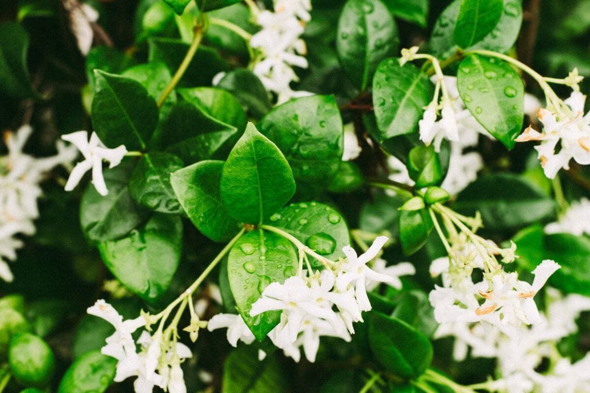 How To Grow Jasmine: चमेली के फूलों से सजाएं अपना गार्डन, खुशबुओं से भर जाएगा घर
