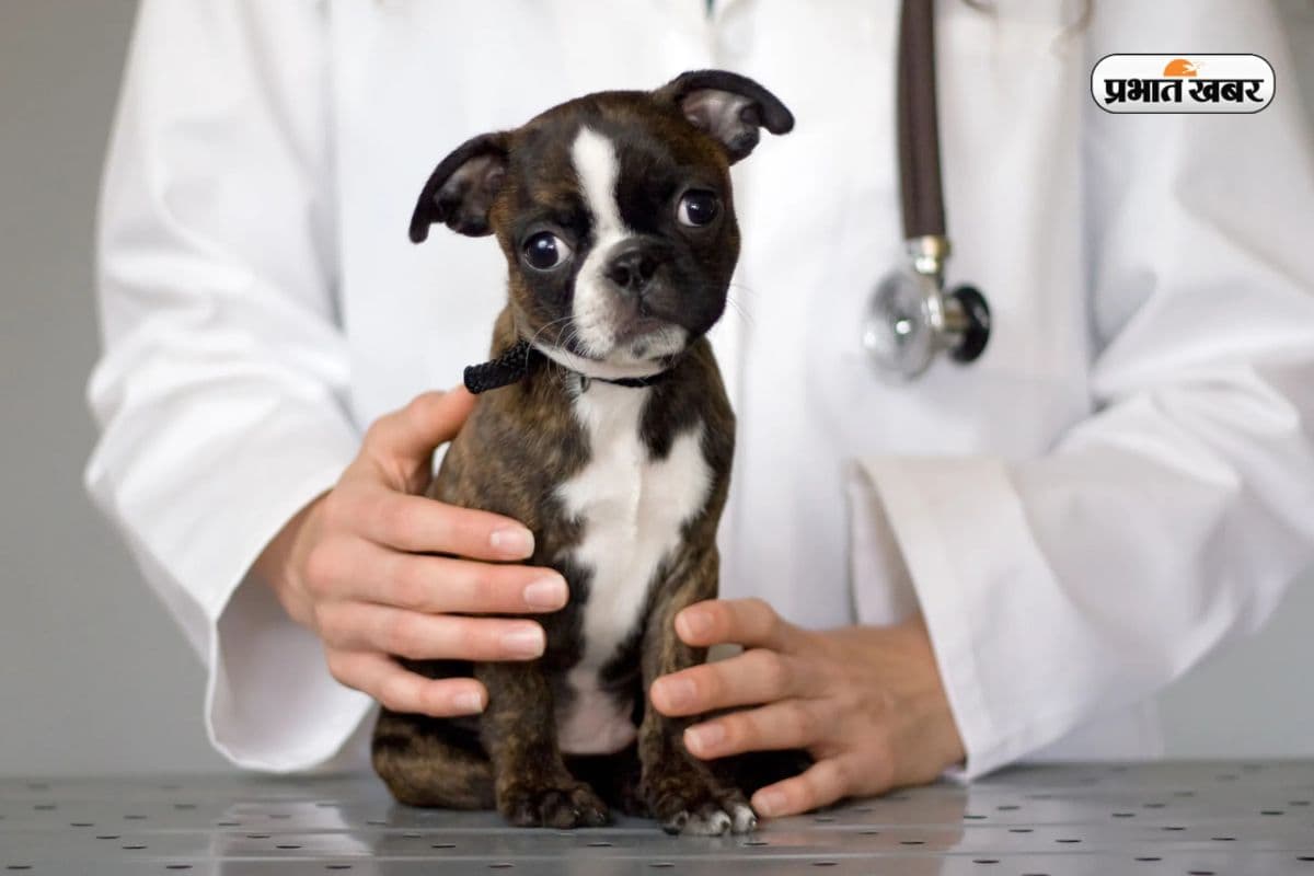 Dogs से है प्यार, करें ये 5 Professional Course, करियर को दें नई दिशा