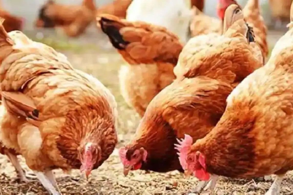 बिहार में मुर्गा चोरी के विवाद ने लिया खौफनाक रूप, युवक की पिटाई से मौत