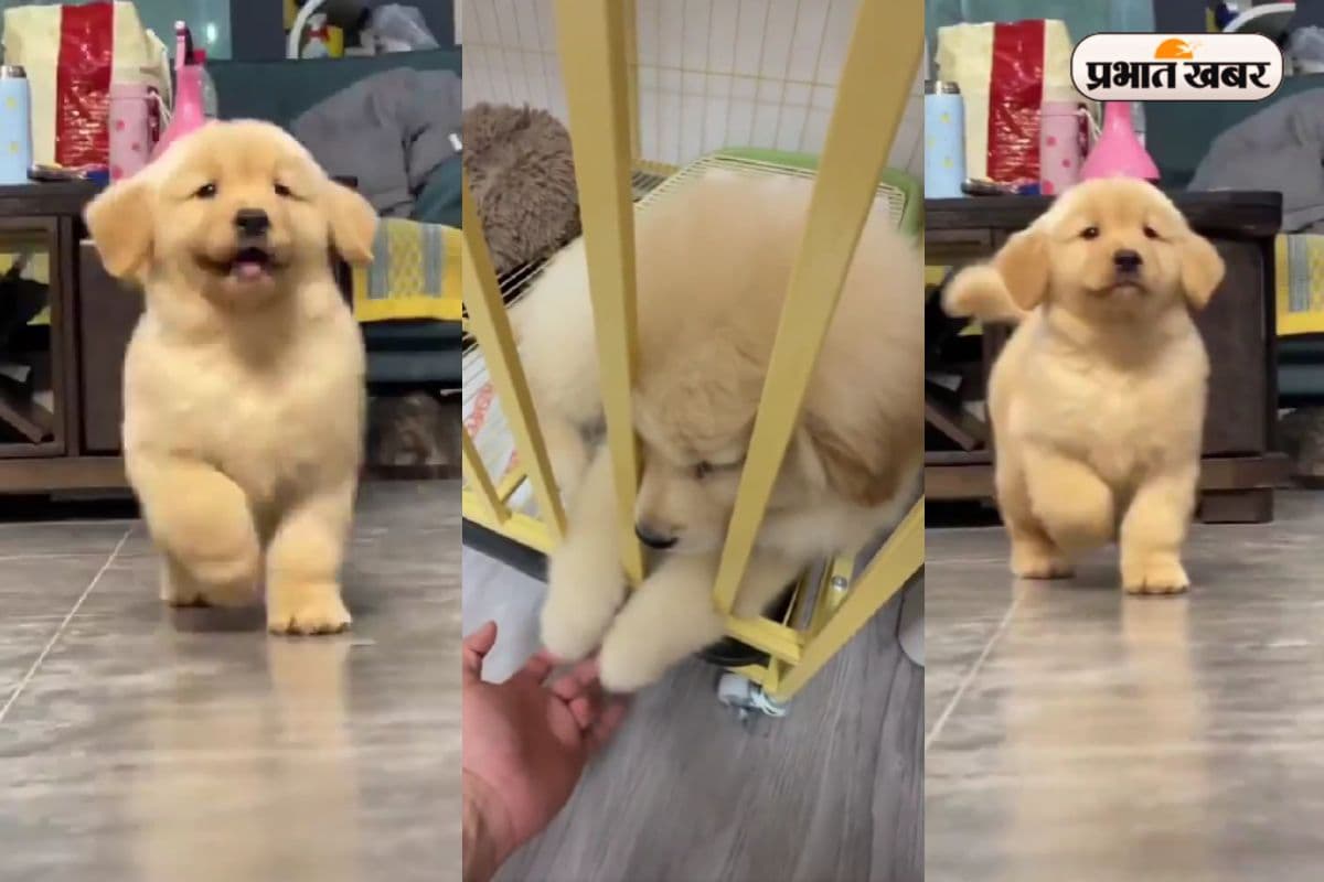 Viral Video: आपका दिल जीत लेगी इस नन्हे कुत्ते की प्यारी-प्यारी हरकतें, आप भी बोलेंगे ” Aww So Cute!”